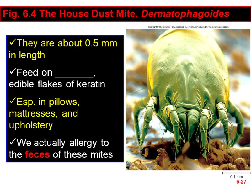 6-27 Fig. 6.4 The House Dust Mite, Dermatophagoides They are about 0.5 mm in